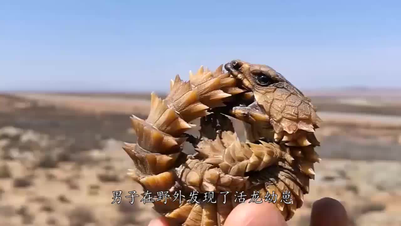 男子野外发现"活龙幼崽",外表凶猛,当时正首尾相咬!