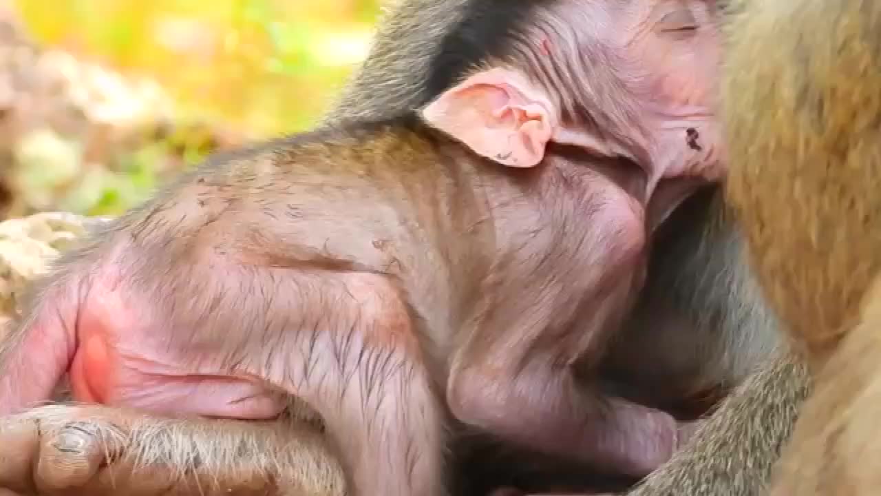 猴子甜蜜的梦,何时醒来?