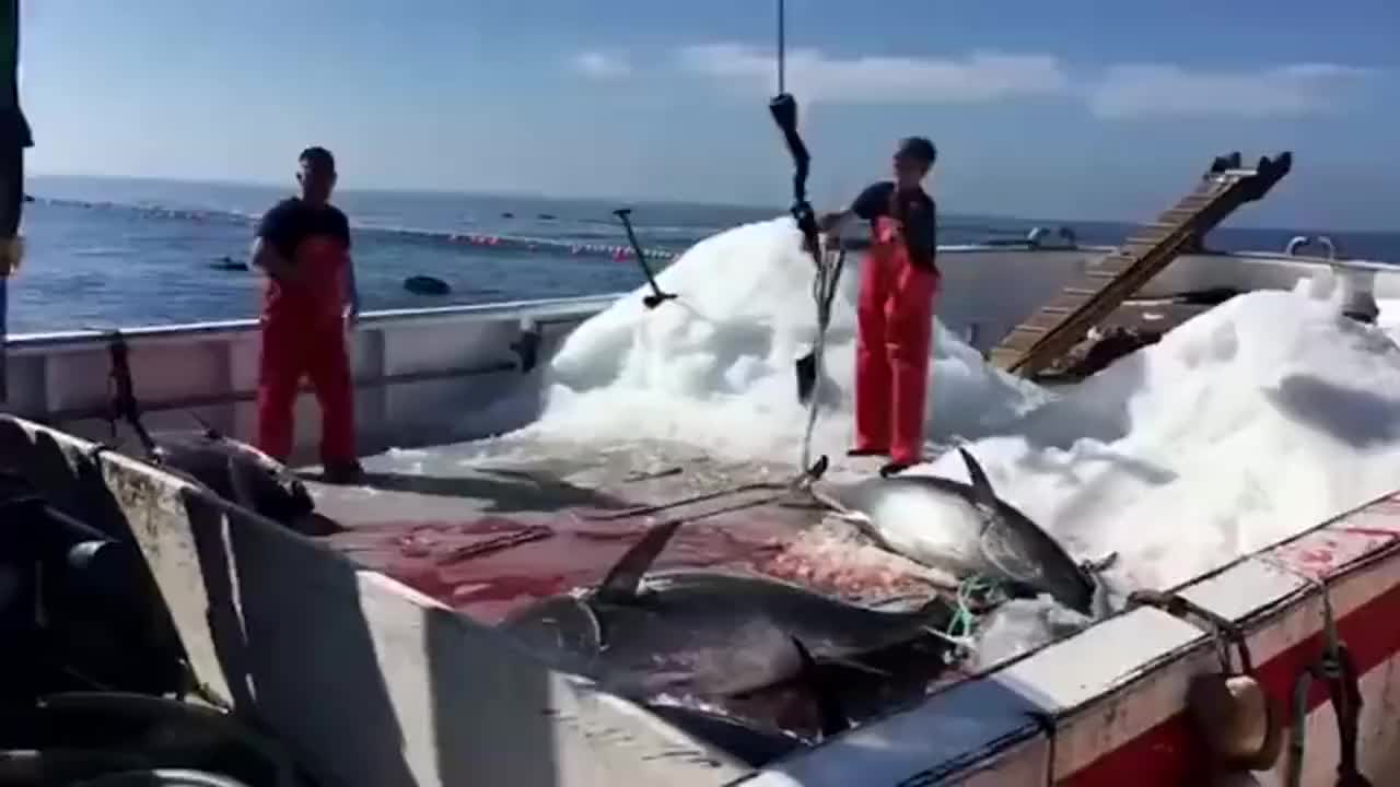 每条西班牙巨型蓝鳍金枪鱼上岸后，要经过放血冰鲜拍酸处理