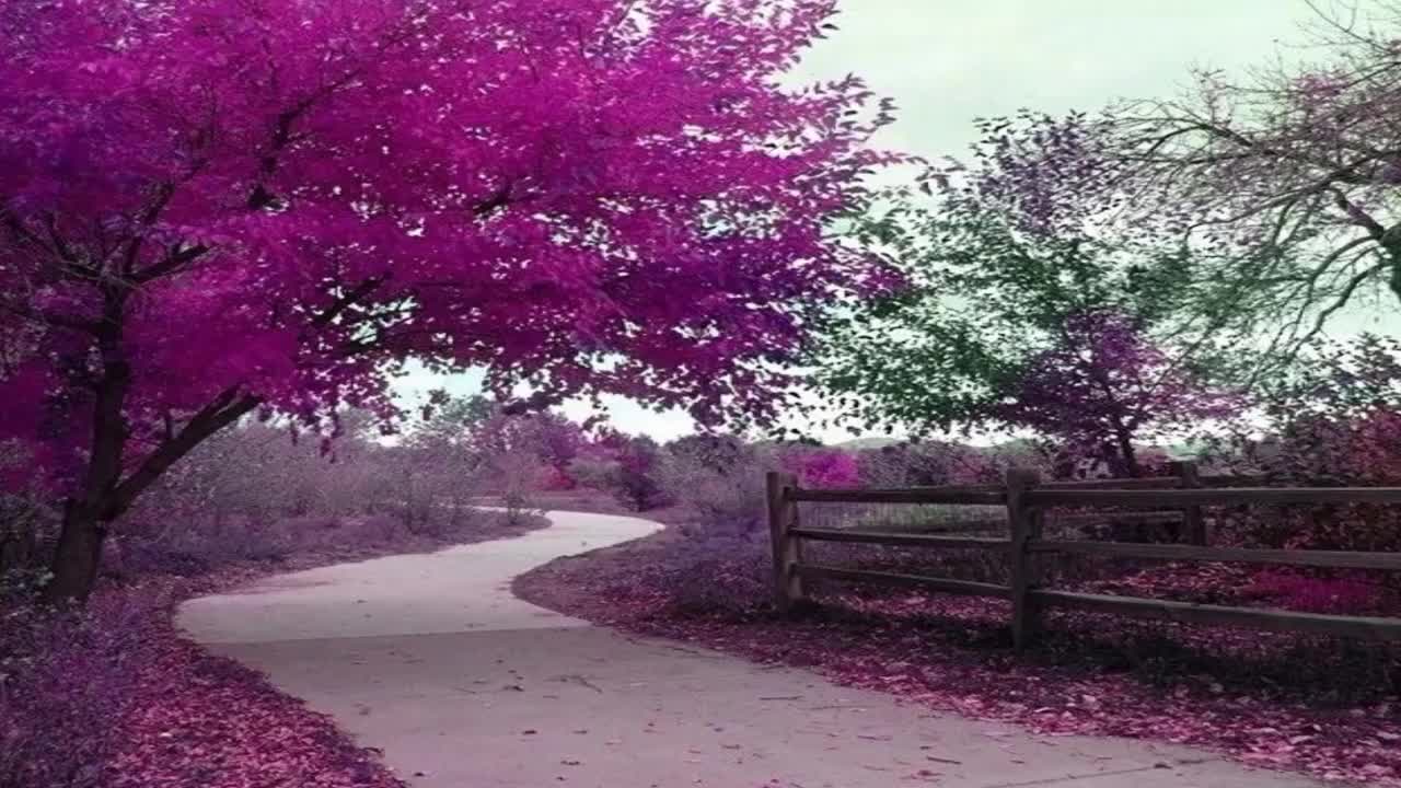 晚秋的曲谱_晚秋简谱(3)