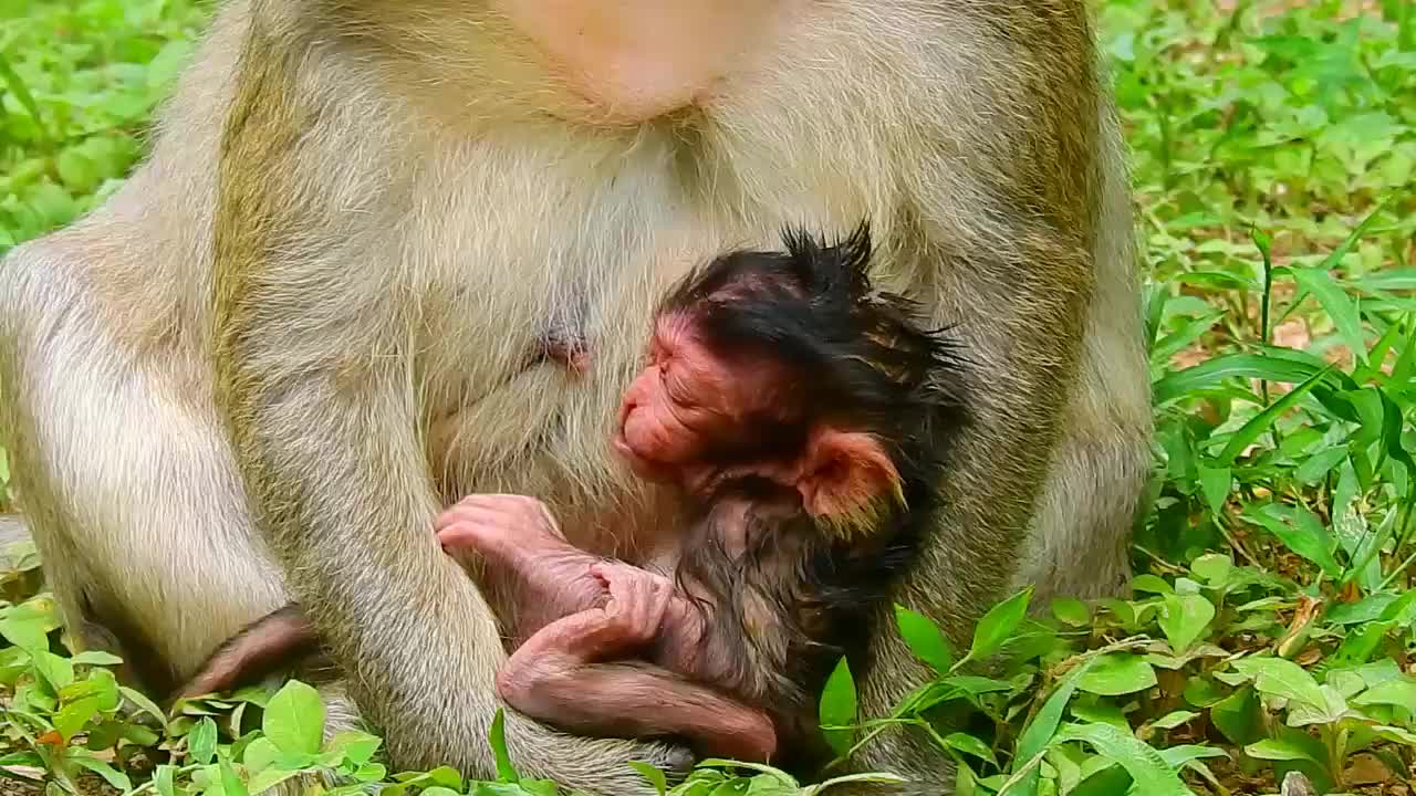 小猴儿刚出生半天,红彤彤的小脸蛋,真可爱