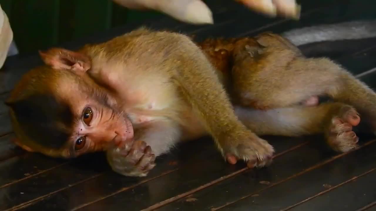 小猴受伤了,非常难受,看着都让人心疼