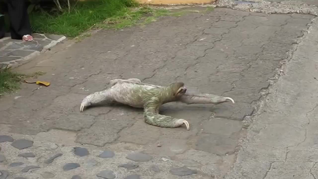 树懒又懒又这么慢为何一直不被灭绝呢太神奇了