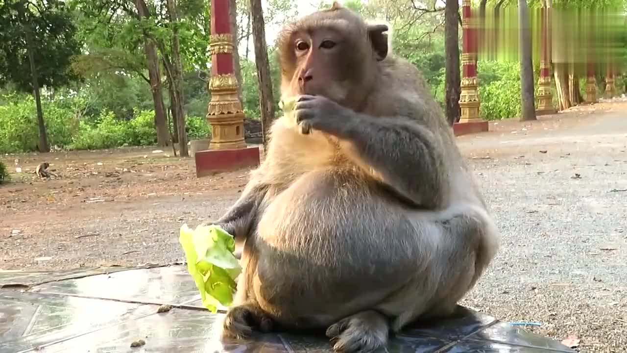 公猴胖出新境界,网友直呼:"大师兄"变成"二师兄"(猪八戒)