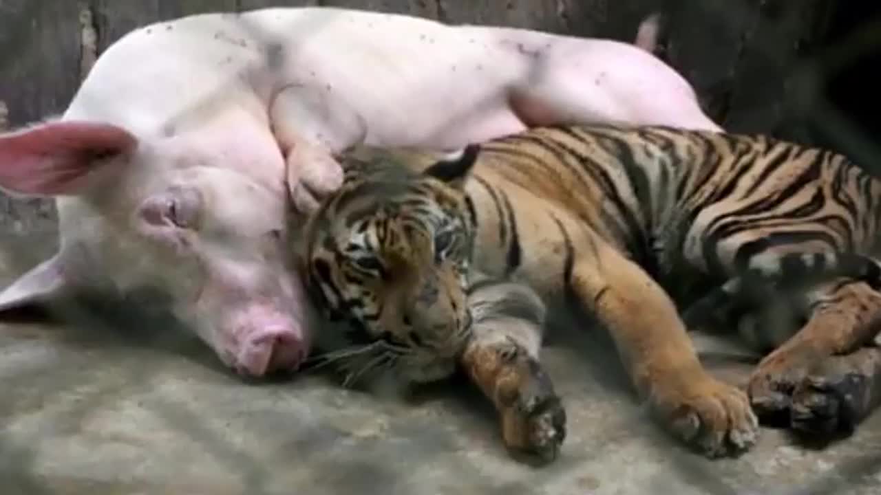 老虎认母猪当妈妈，还吃猪奶长大，长得跟猪一样了