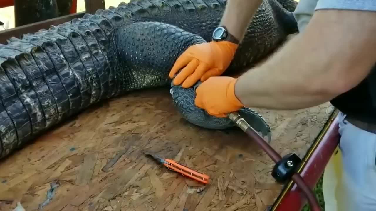 看完鳄鱼剥皮全过程,你还想买奢侈品吗?|鳄鱼_新浪新闻