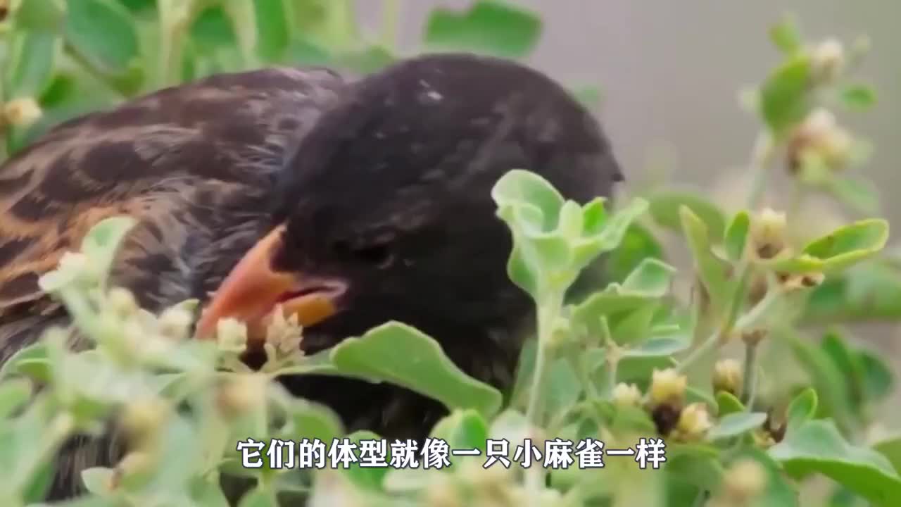 罕见鸟中吸血鬼 鲣鸟任由地雀吸血是为何 新浪新闻