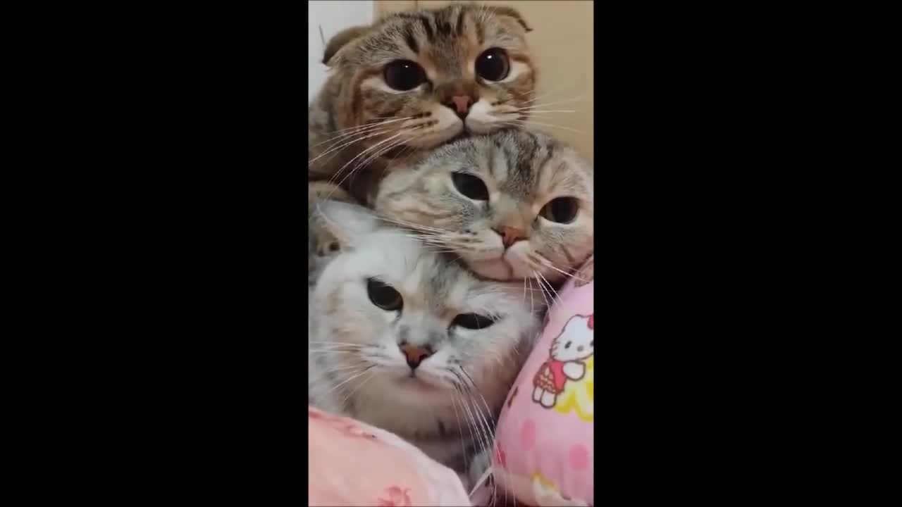 三只可爱小猫叠罗汉一起向你发射卖萌光波