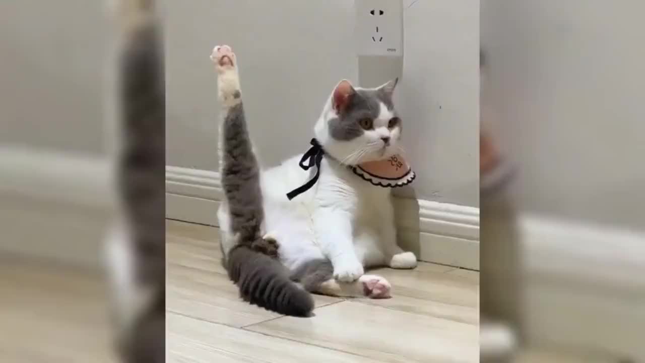 喵星人的爆笑瞬间猫咪练瑜伽姿势如此完美真是高手