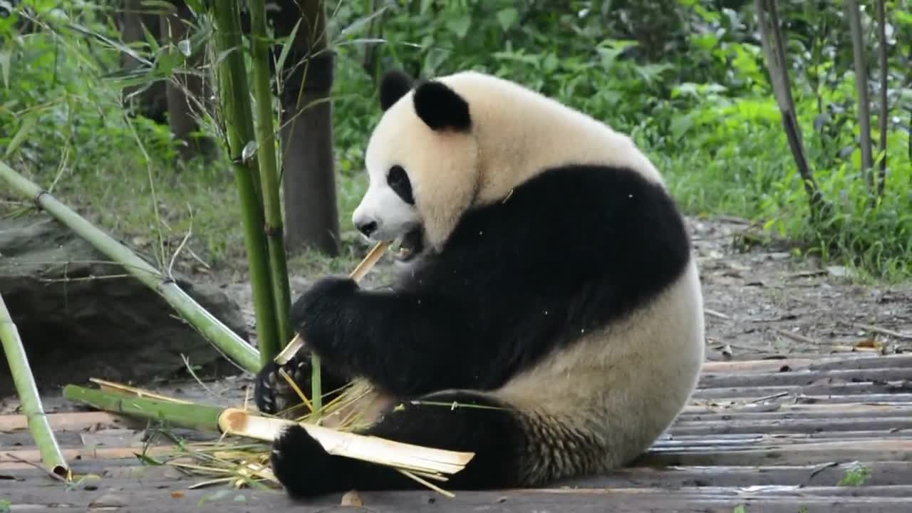 大熊猫吃竹子看着都饿了