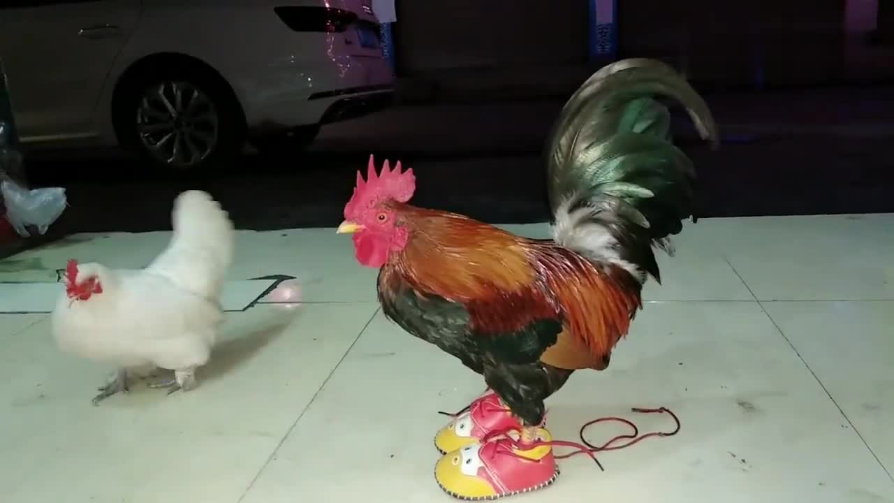 买了新鞋鸡哥很喜欢