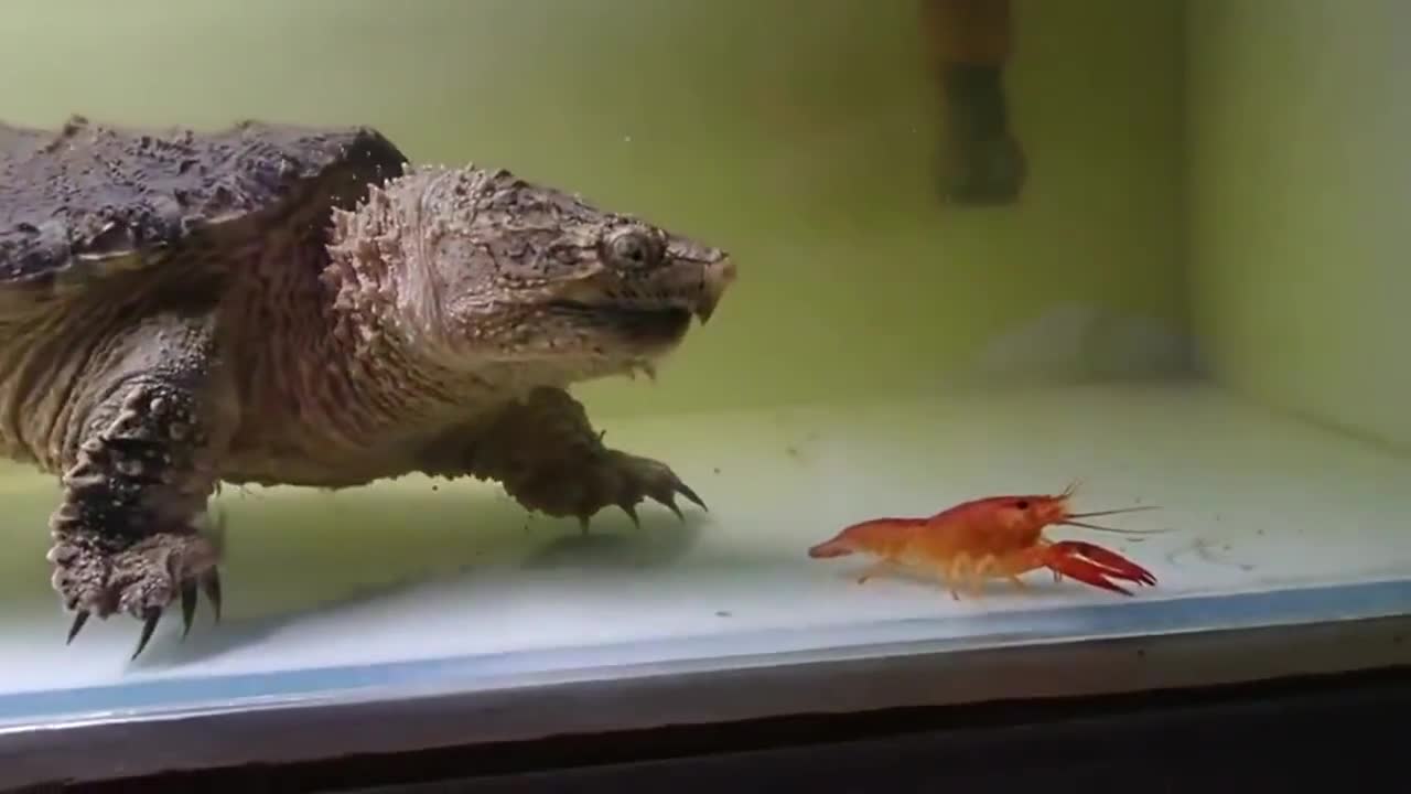 鳄龟这才是吃龙虾的正确方法