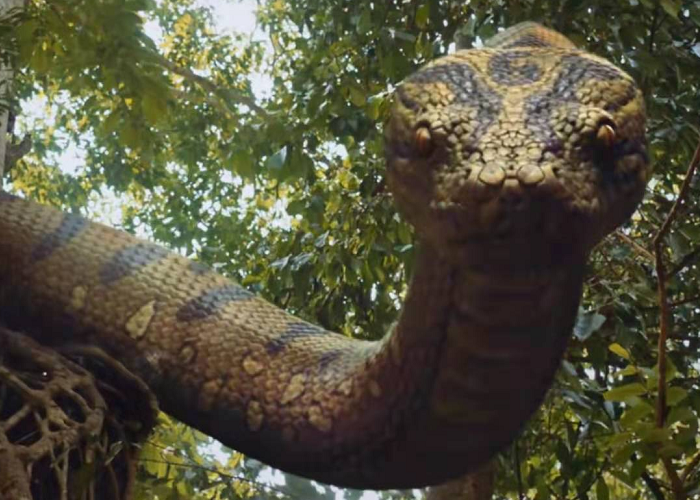 终极笔记蛇难缠它为啥会叫野鸡脖子主要它有两个特征