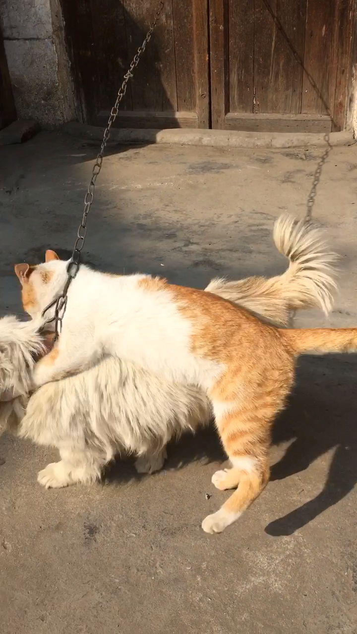 猫咪"趁人之危",竟对拴住的汪这样做,狗狗一脸无奈直躲喵