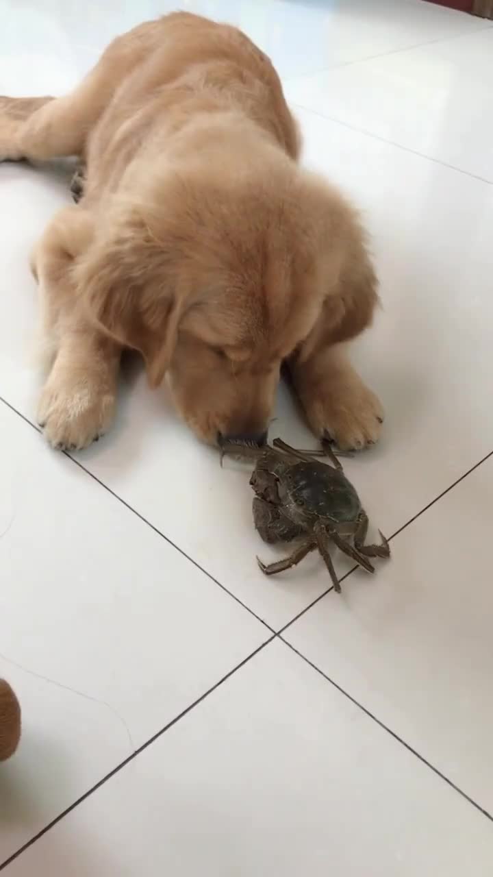 螃蟹:你踩我脚了,好疼