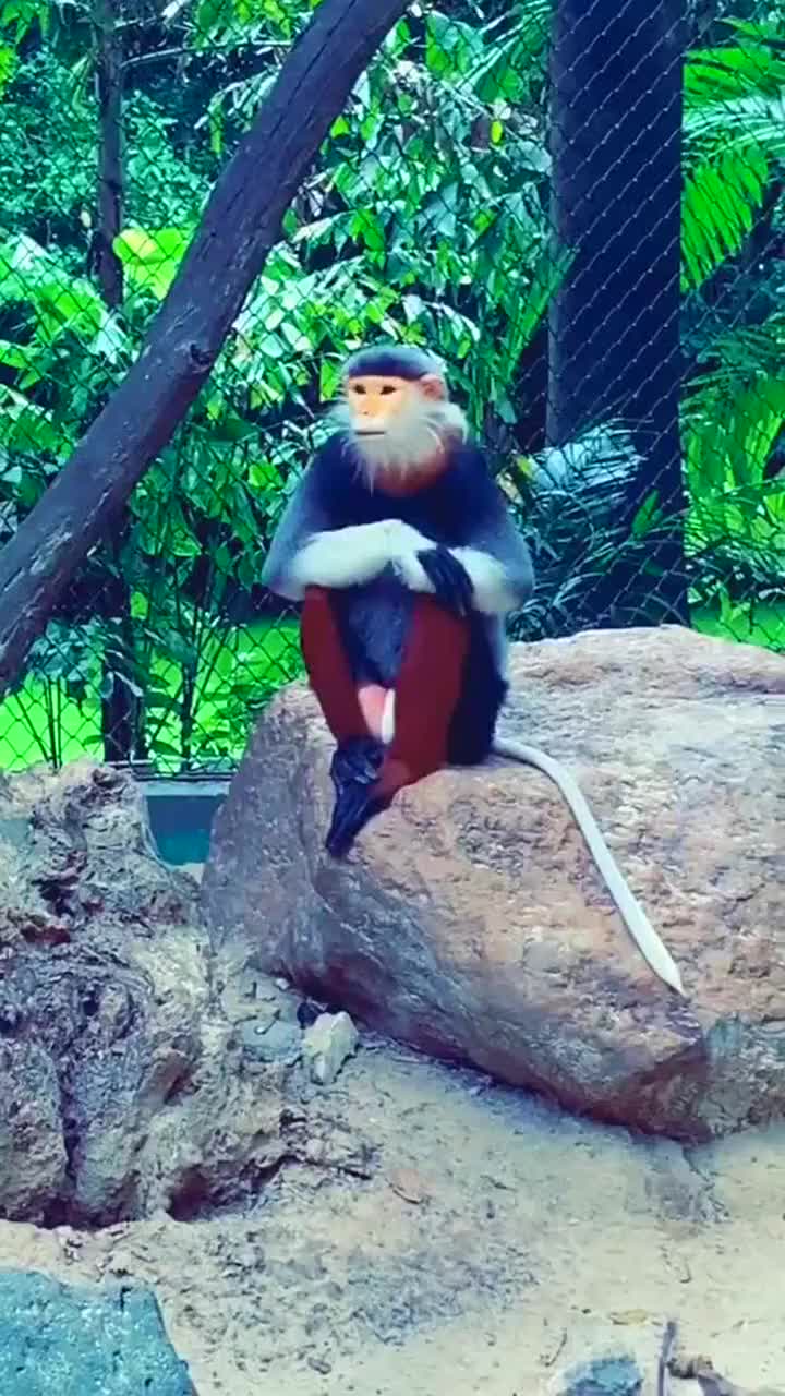 猴哥拥有美猴王的气势,坐在原地,陷入沉思!