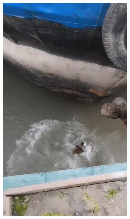 公狗时隔半年见到母狗,激动的失足掉进海里,像极了爱情