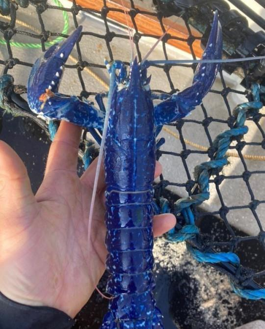 英国渔民捕获罕见蓝色龙虾几率仅为两百万分之一