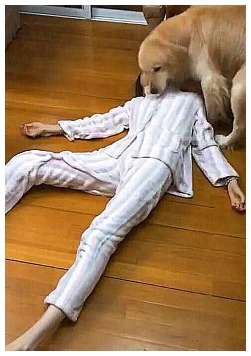 金毛忽然躺地装死金毛惊慌失措最后来了这一出