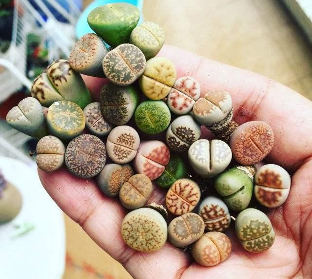 一把种子撒花盆 长出一堆 小屁股 密密麻麻的 小石头 一把种子撒花盆 长出一堆 小屁股 密密麻麻的 小石头