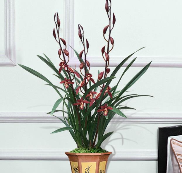 墨兰名品报岁兰"紫元素",香气浓郁,花色艳丽,花迷抢着买|兰花|报岁兰