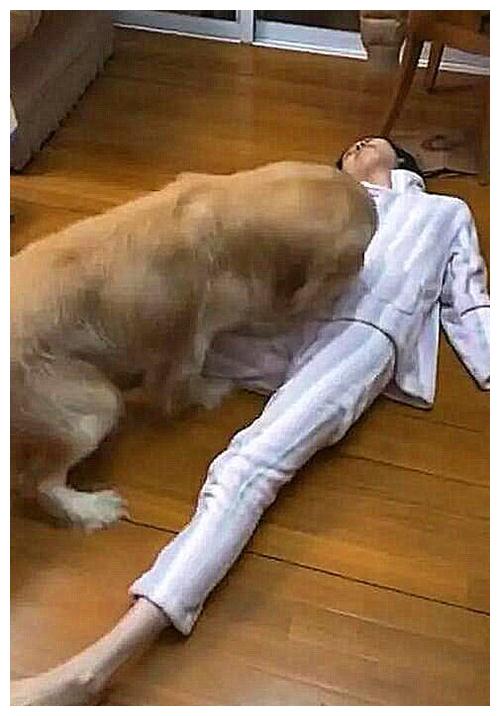 金毛忽然躺地装死金毛惊慌失措最后来了这一出