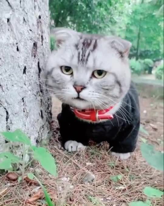 这么一看东尼脑袋真的好大猫主子的日常