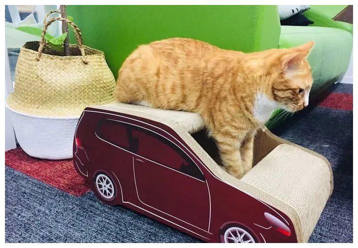 被强制绝育的橘猫，从此赖在了医院，还混成了副院长休闲区蓝鸢梦想 - Www.slyday.coM