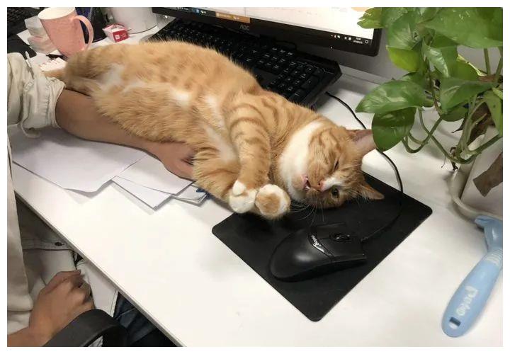 被强制绝育的橘猫，从此赖在了医院，还混成了副院长休闲区蓝鸢梦想 - Www.slyday.coM