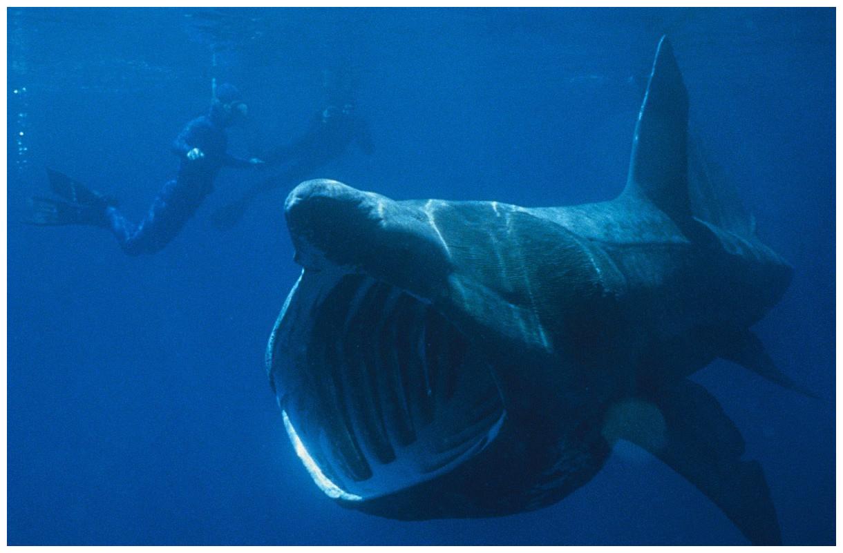 三峡水怪浮出水面，网友大失所望：很多不解之谜，科学...