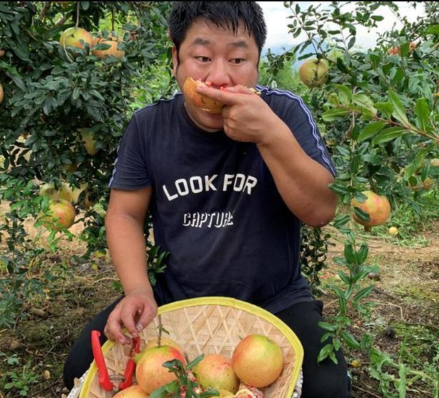 软籽石榴迅速走红,被称为石榴中的贵族,石榴哥一天