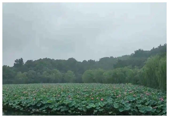 雨水不断，老杭州最惦记的“宝贝”长势受影响？最新消息来了