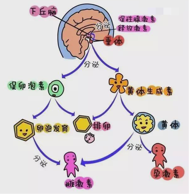 上海集爱医院彭献东医生：自从做了试管，我的“姨妈”就变了？（第一试管网）