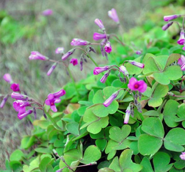 农村这种野菜,叶片不仅长得美丽,而且吃到嘴里滑滑的味道特别