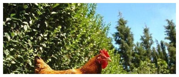 喜鹊叫，春节前钱来到，生肖鸡一声不响变富翁，被财神点名！休闲区蓝鸢梦想 - Www.slyday.coM