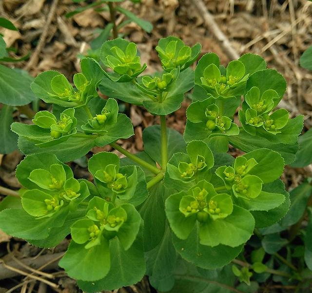 功效主治治风湿关节痛,腹痛,疟疾,痈肿杨嘉等对复方猫耳朵草水提物抗