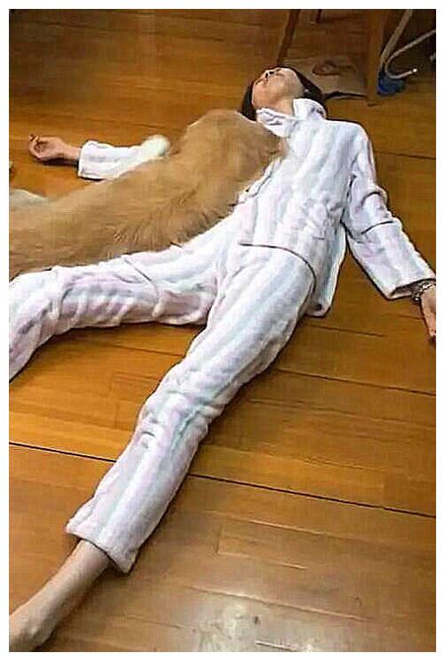 金毛忽然躺地装死金毛惊慌失措最后来了这一出