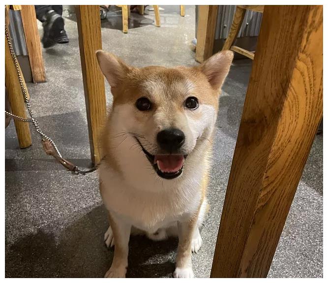 千元寻狗成都市武侯区红牌楼高架入口处丢失柴犬一只