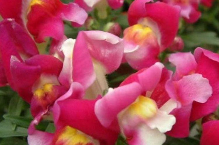 几种花卉 花大色艳胜玫瑰 四季有花开 花香四溢飘满屋