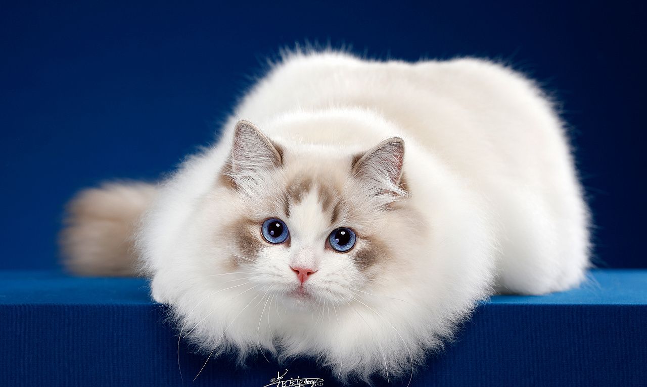 一组可爱的布偶猫,太可爱了