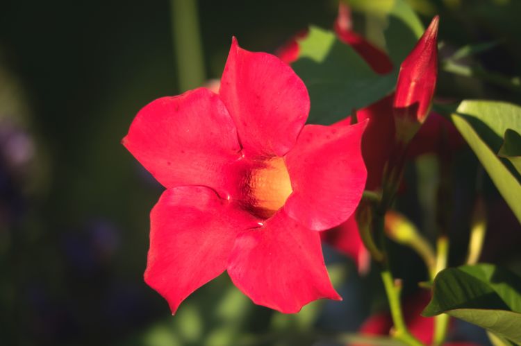 4月上旬，喜鹊送良缘，桃花藏爱意，桃花最好的3大星座！