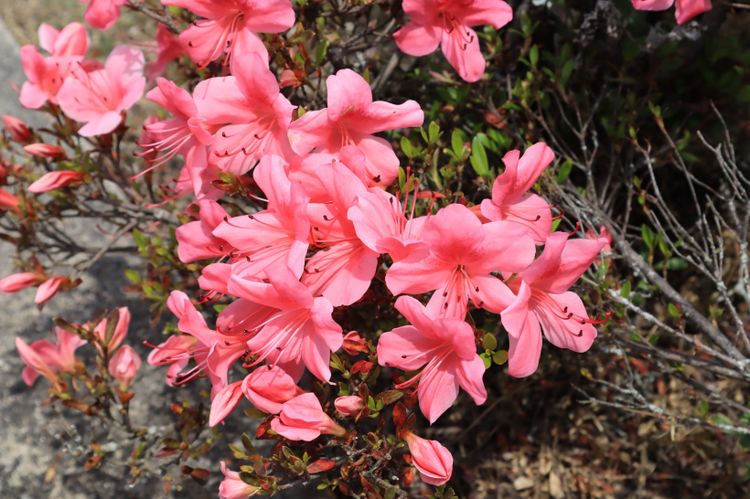 4月，喜鹊鸣枝头，桃花运了不得，3大生肖月老相助，旧情人回头