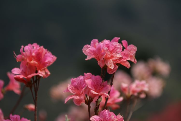 4月，桃花运红榜，良缘加身，爱情顺心，幸福甜蜜的3个星座