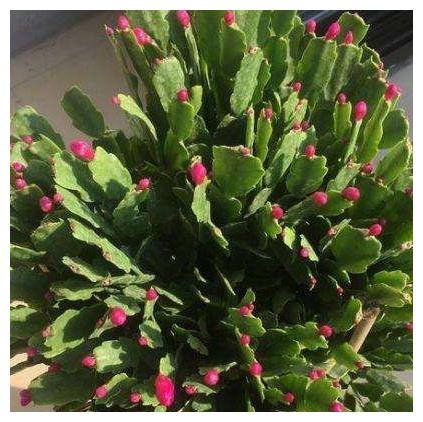 养蟹爪兰 花盆里撒点小豆豆 叶子坚挺开花旺 蟹爪兰 花盆 栽培 新浪新闻