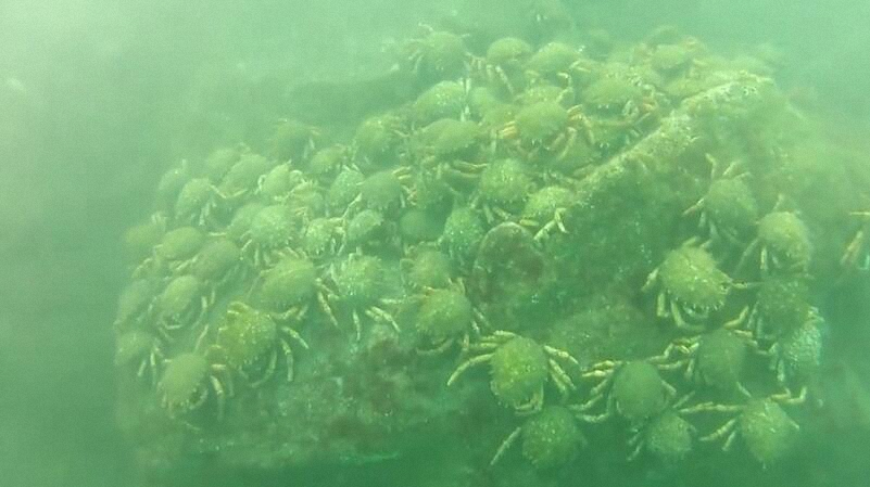 男子潜水拍到蜘蛛蟹聚集的画面,数量多到让人吃惊!休闲区蓝鸢梦想 - Www.slyday.coM 男子潜水拍到蜘蛛蟹聚集的画面,数量多到让人吃惊!休闲区蓝鸢梦想 - Www.slyday.coM