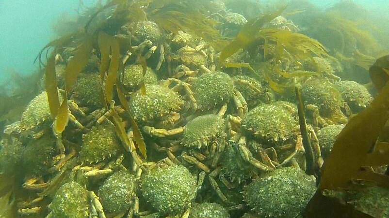 男子潜水拍到蜘蛛蟹聚集的画面,数量多到让人吃惊!休闲区蓝鸢梦想 - Www.slyday.coM 男子潜水拍到蜘蛛蟹聚集的画面,数量多到让人吃惊!休闲区蓝鸢梦想 - Www.slyday.coM