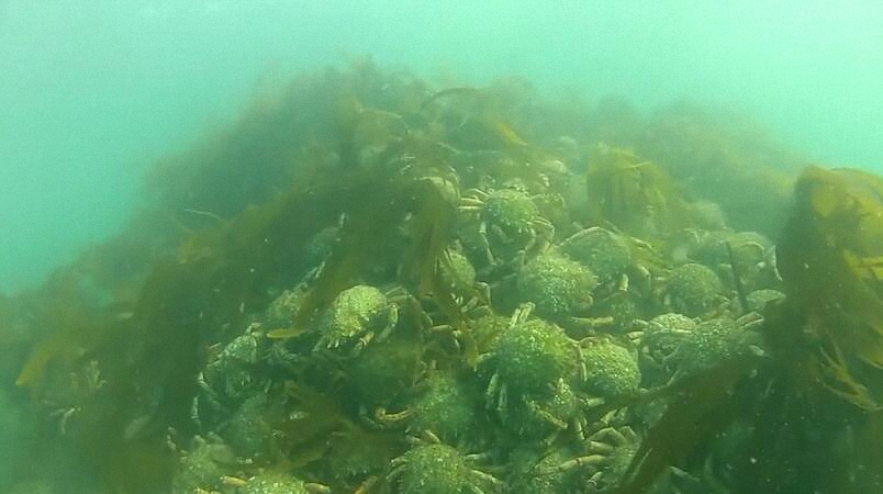 男子潜水拍到蜘蛛蟹聚集的画面,数量多到让人吃惊!休闲区蓝鸢梦想 - Www.slyday.coM 男子潜水拍到蜘蛛蟹聚集的画面,数量多到让人吃惊!休闲区蓝鸢梦想 - Www.slyday.coM