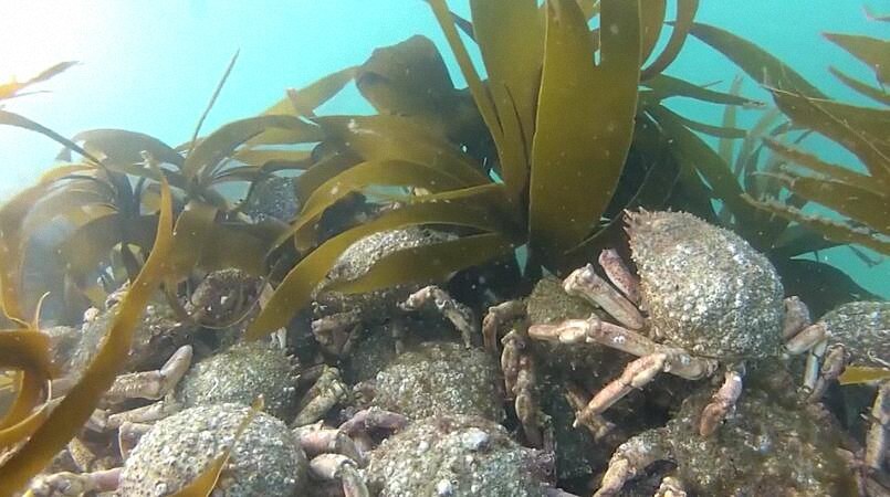 男子潜水拍到蜘蛛蟹聚集的画面,数量多到让人吃惊!休闲区蓝鸢梦想 - Www.slyday.coM 男子潜水拍到蜘蛛蟹聚集的画面,数量多到让人吃惊!休闲区蓝鸢梦想 - Www.slyday.coM