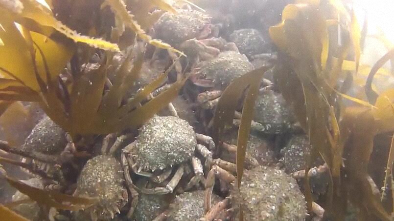 男子潜水拍到蜘蛛蟹聚集的画面,数量多到让人吃惊!休闲区蓝鸢梦想 - Www.slyday.coM 男子潜水拍到蜘蛛蟹聚集的画面,数量多到让人吃惊!休闲区蓝鸢梦想 - Www.slyday.coM