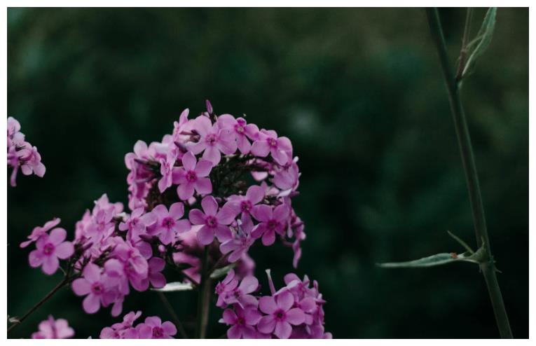 从11月13日开始 会福财两旺 吉星高照 锦绣前程的三大生肖 锦绣前程 生肖 学会 新浪新闻